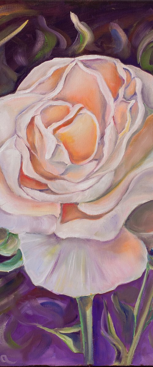 Rose on black by Olga Volna