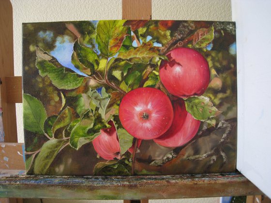 Apples Realistic Painting Oil