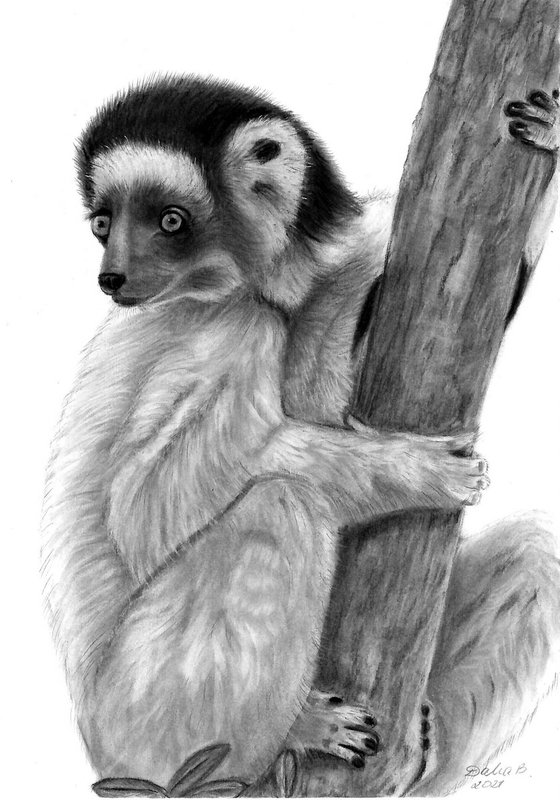 Coquerel's sifaka-lemur