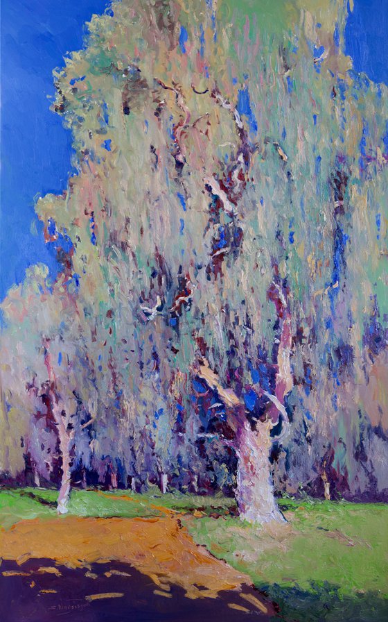 Eucalyptus in the Park