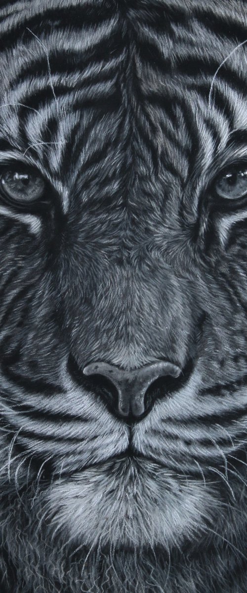 Tiger portrait by Tatjana Bril