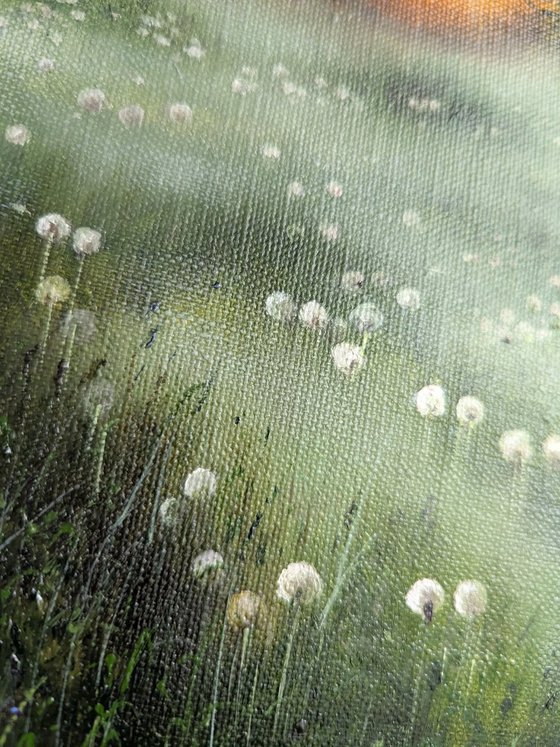 Dandelion Meadow at Sunrise
