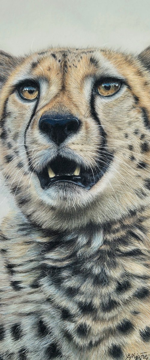 Cheetah portrait 'Watch out' by Silvia Frei