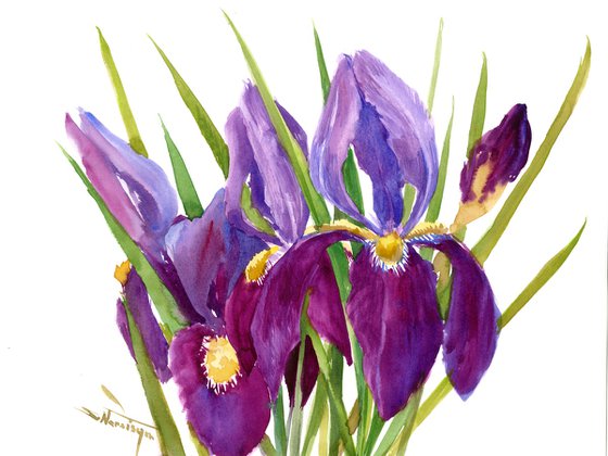 Iris Flowers