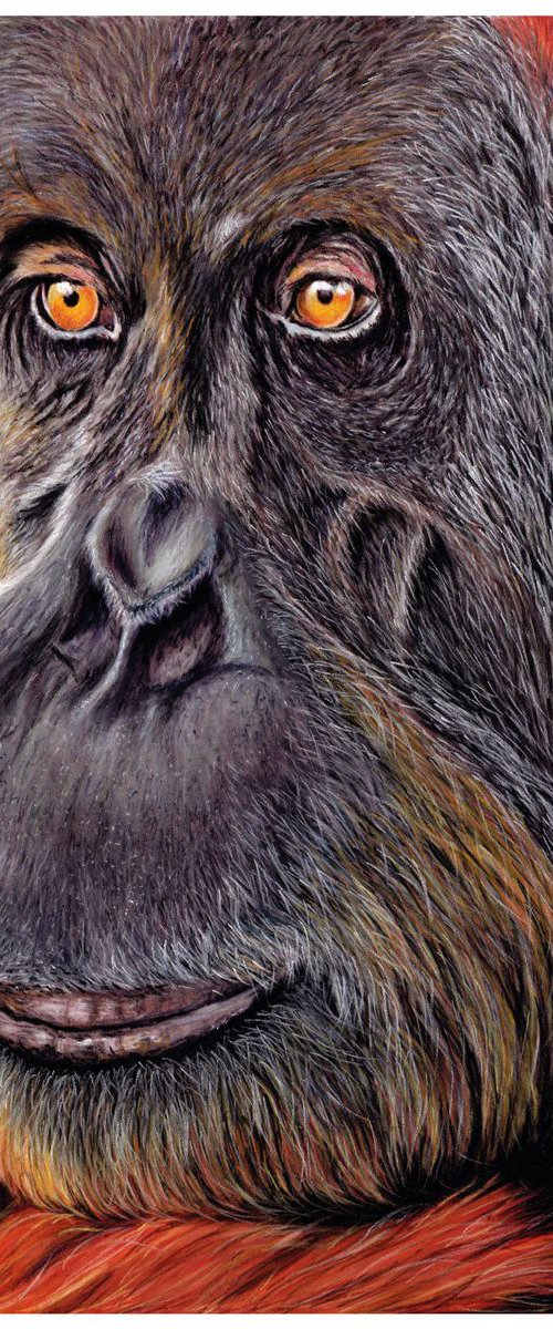 Orangutan by Katie Packer