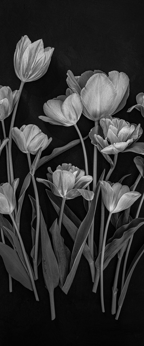 Tulips by Cornelia Weber