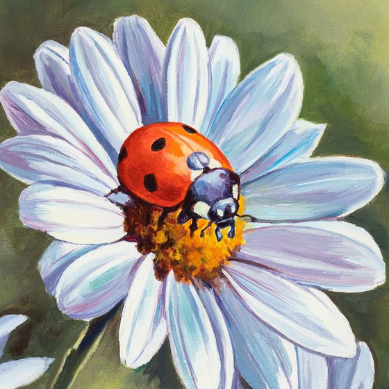 Ladybug on white daisy flowers