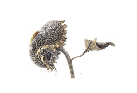 Dry Sunflower