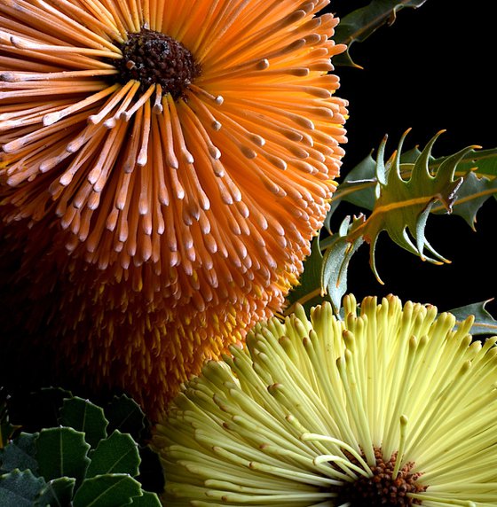 Banksia Praemorsa & Ashbyi