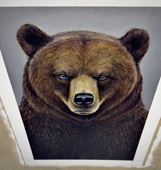 Grizzly Bear