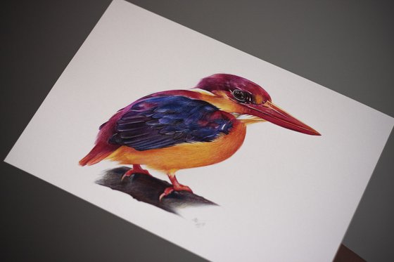 Oriental Dwarf Kingfisher - Bird Portrait