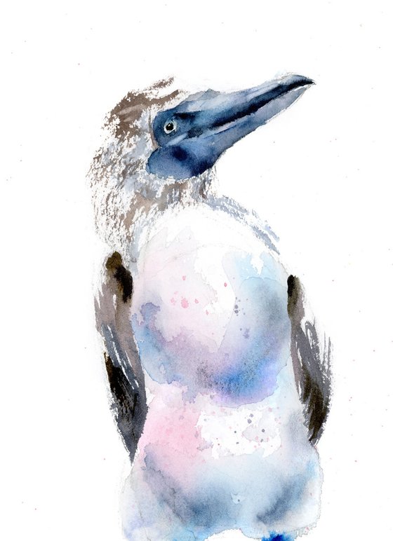 Blue-footed booby