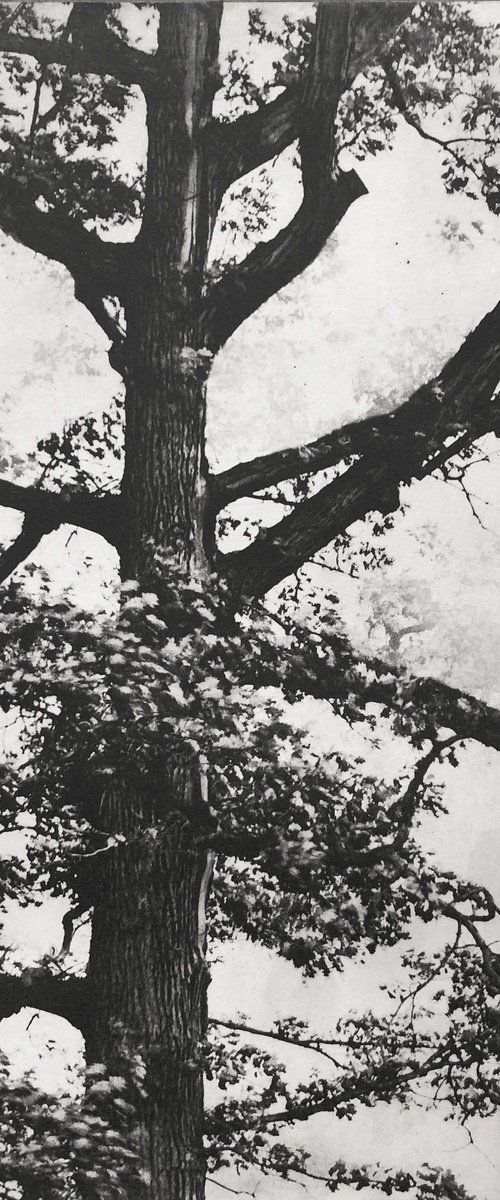 Exterior No.20: Whizzing through The Woods by Jaco Putker