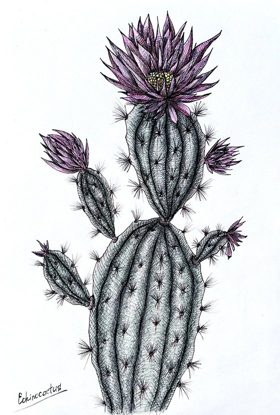 CACTUS WITH PINK FLOWERS