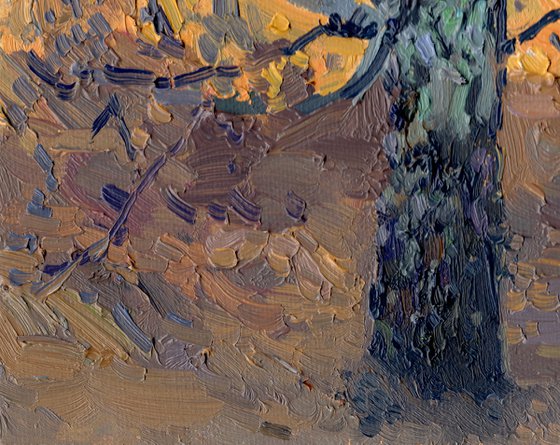 April. Birch sunset