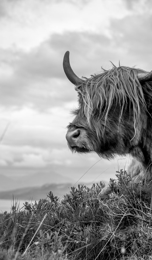 Highland Cattle - Elgol Isle of Skye by Stephen Hodgetts Photography