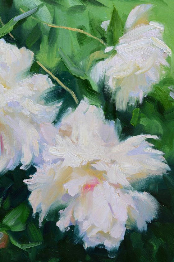 White peonies.Etude.