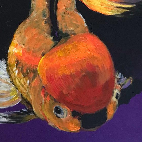 Carassius auratus goldfish