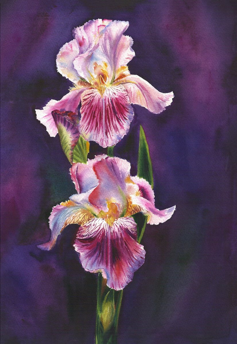 Photorealistic Botanical Watercolour By Maryna Boiko, 13 X 17", Cosmic, Original Artwork