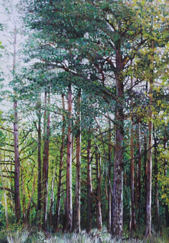 Pine Woods