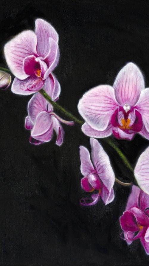 A Spray of Pink Orchids by Andrew McNeile Jones