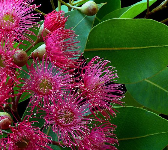 Swamp Bloodwood Blossoms