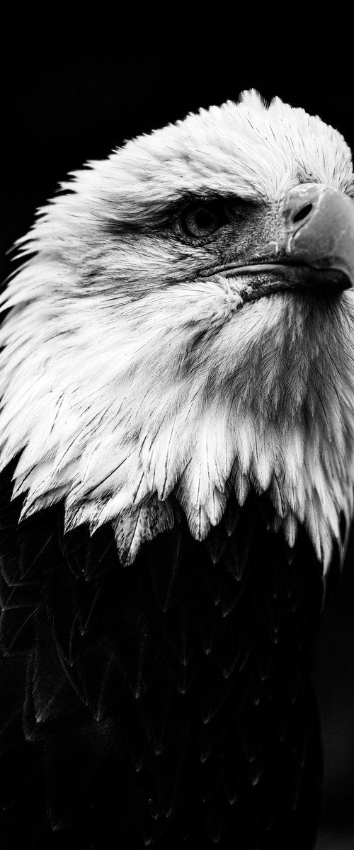 Crowned by Silence by David Huntzinger