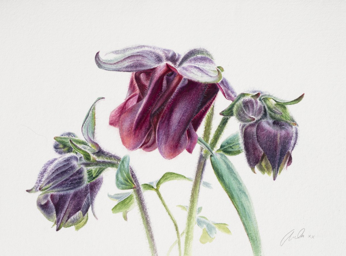 Photorealistic Botanical Watercolour By Lida Duchnewitsch, 20 X 16", Aquilegia, Original Artwork