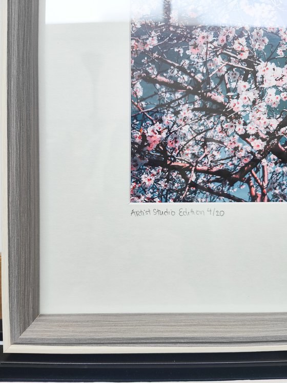 (FRAMED) Sakura Season II