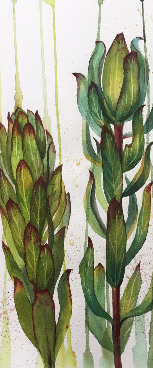 Leucadendron flower. Botanical painting by Natalia Veyner