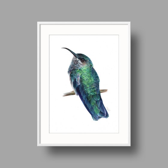 Ruby-throated Hummingbird - Bird Portrait