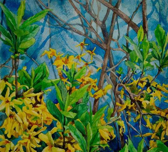 Forsythia. Early Spring Blooms