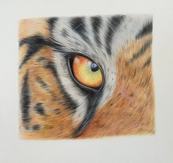 Tiger eye study