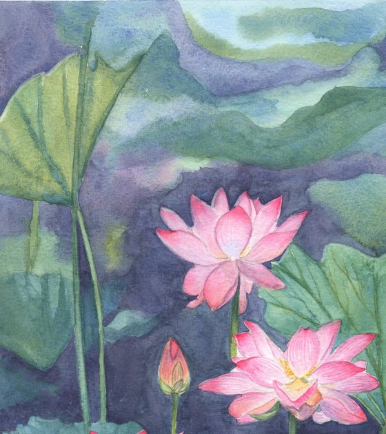 Pink Lotus Flowers