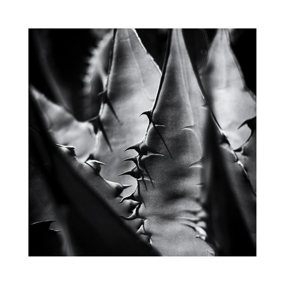 Agave, Baja California #3