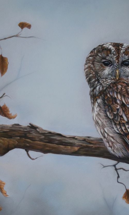 Brown Owl by Tatjana Bril