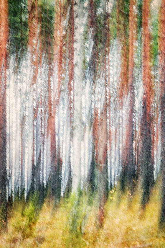 Metsä (studio 8)