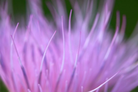 Softness