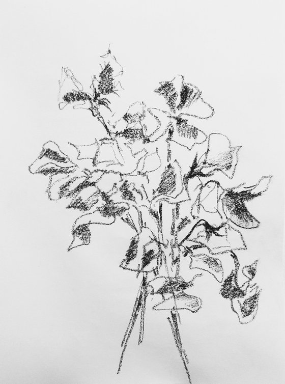 Sweet pea #2 - Still life. Original charcoal drawing