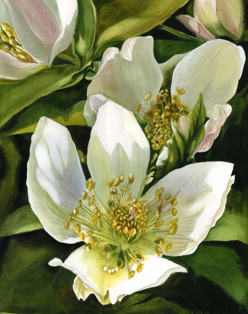 Winter rose (Hellebore) by Alfred  Ng
