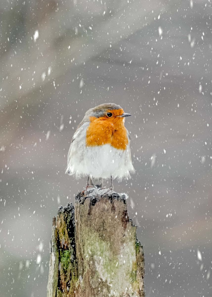 Photorealistic Animal Photograph By Northlight Harbour, 12 X 17", Red Robin A3, Original Artwork