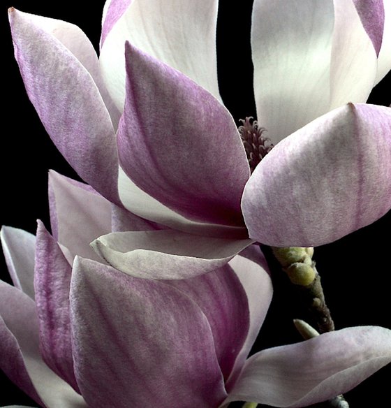 Blooming Magnolias