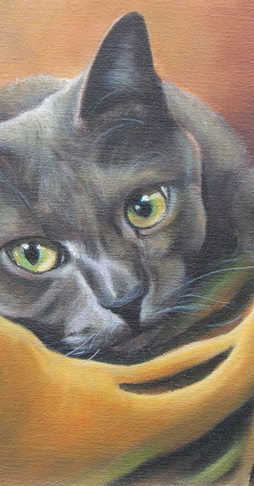 Gray cat by Norma Beatriz Zaro