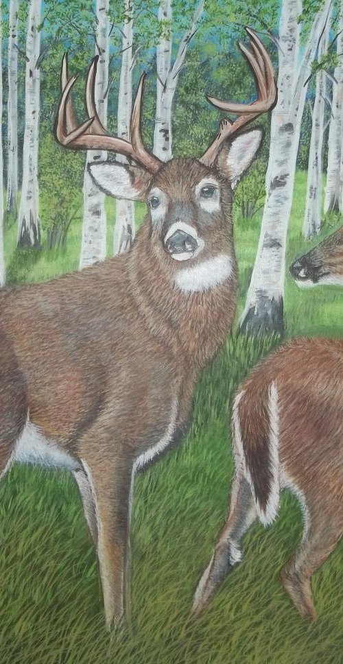 Whitetail Deer and Butterfly by Sofya Mikeworth