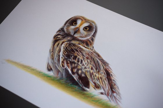 Short-eared Owl - Bird Portrait