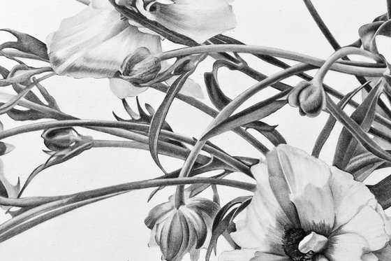 Butterfly Ranunculus Flowers