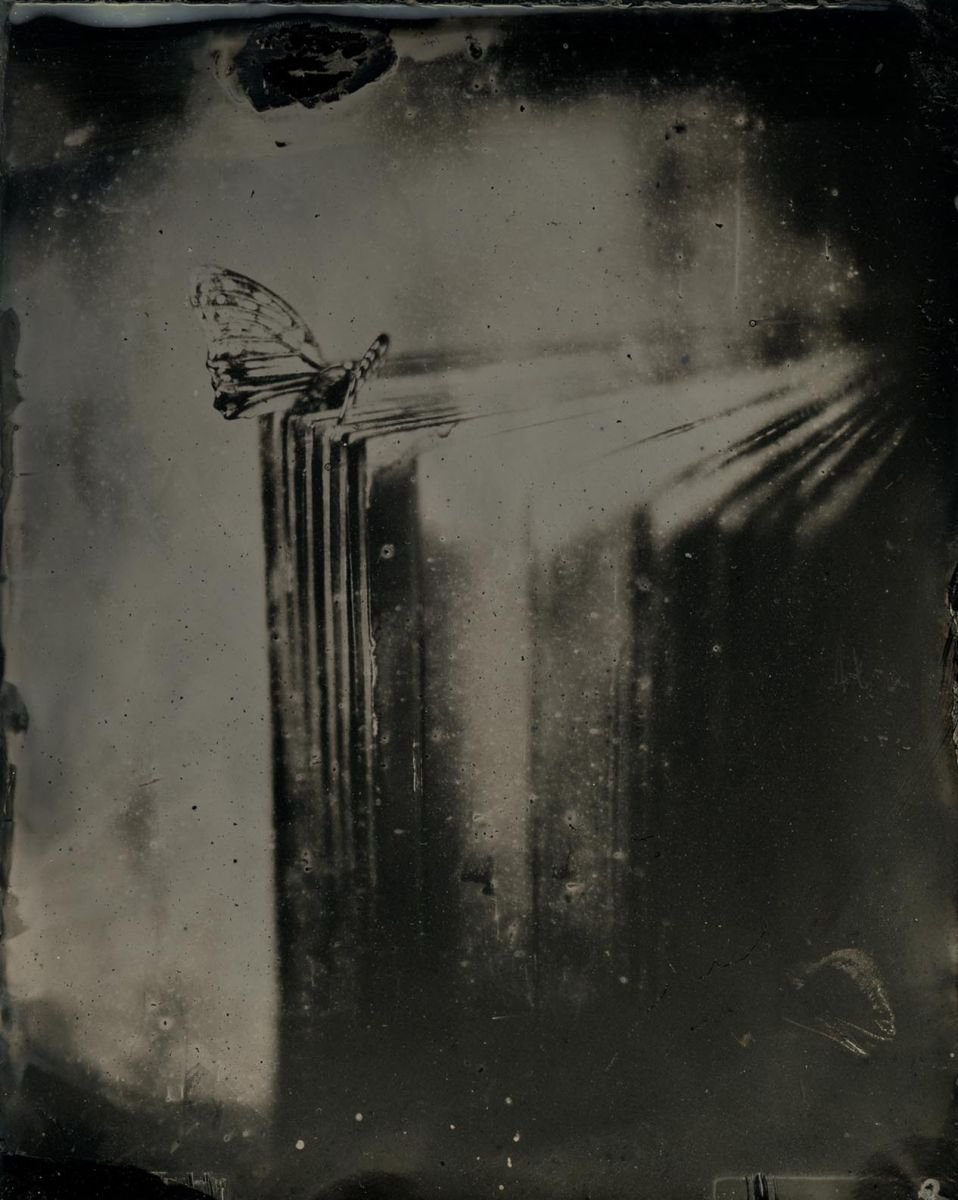 Photorealistic Still Life Photograph By Nicolas Laborie, 16 X 12", Butterly Ii, Original Artwork