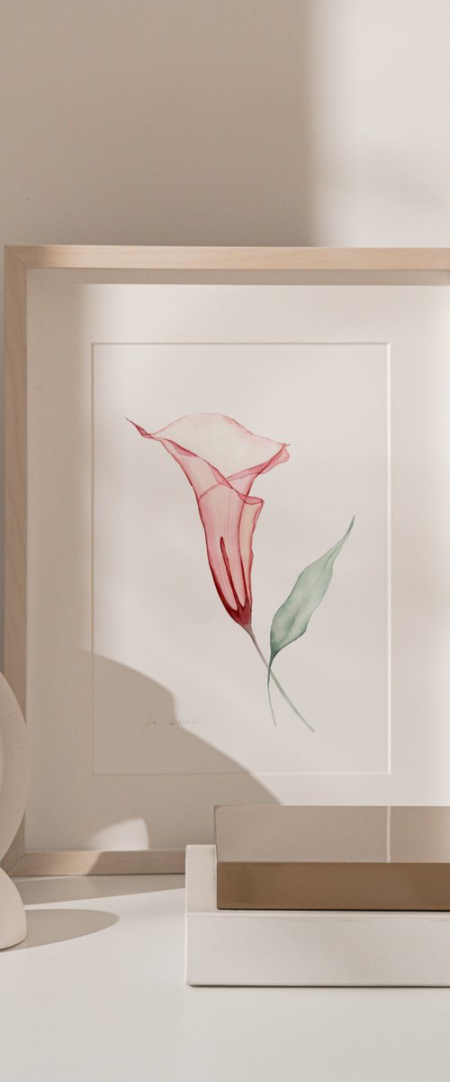 Transparent Red Calla by Olga Koelsch