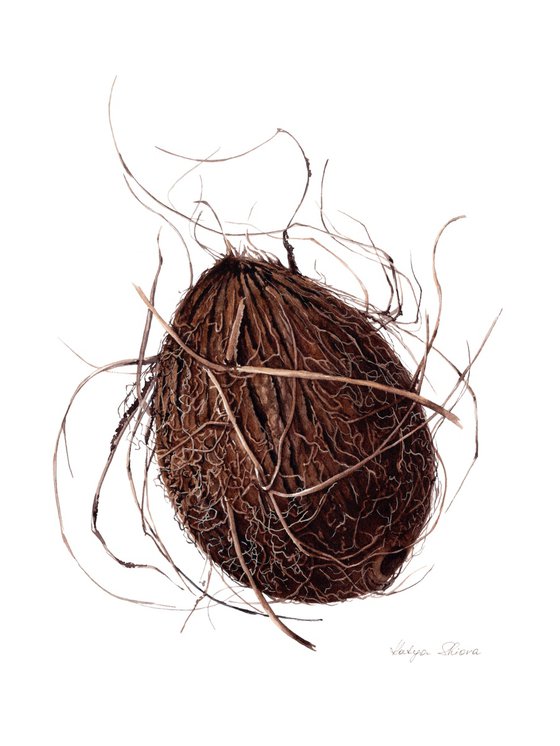 Cocos nucifera, the Coconut (botanical illustration)