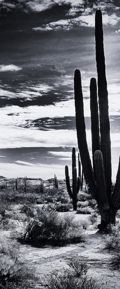 Saguaro, Baja California by Heike Bohnstengel